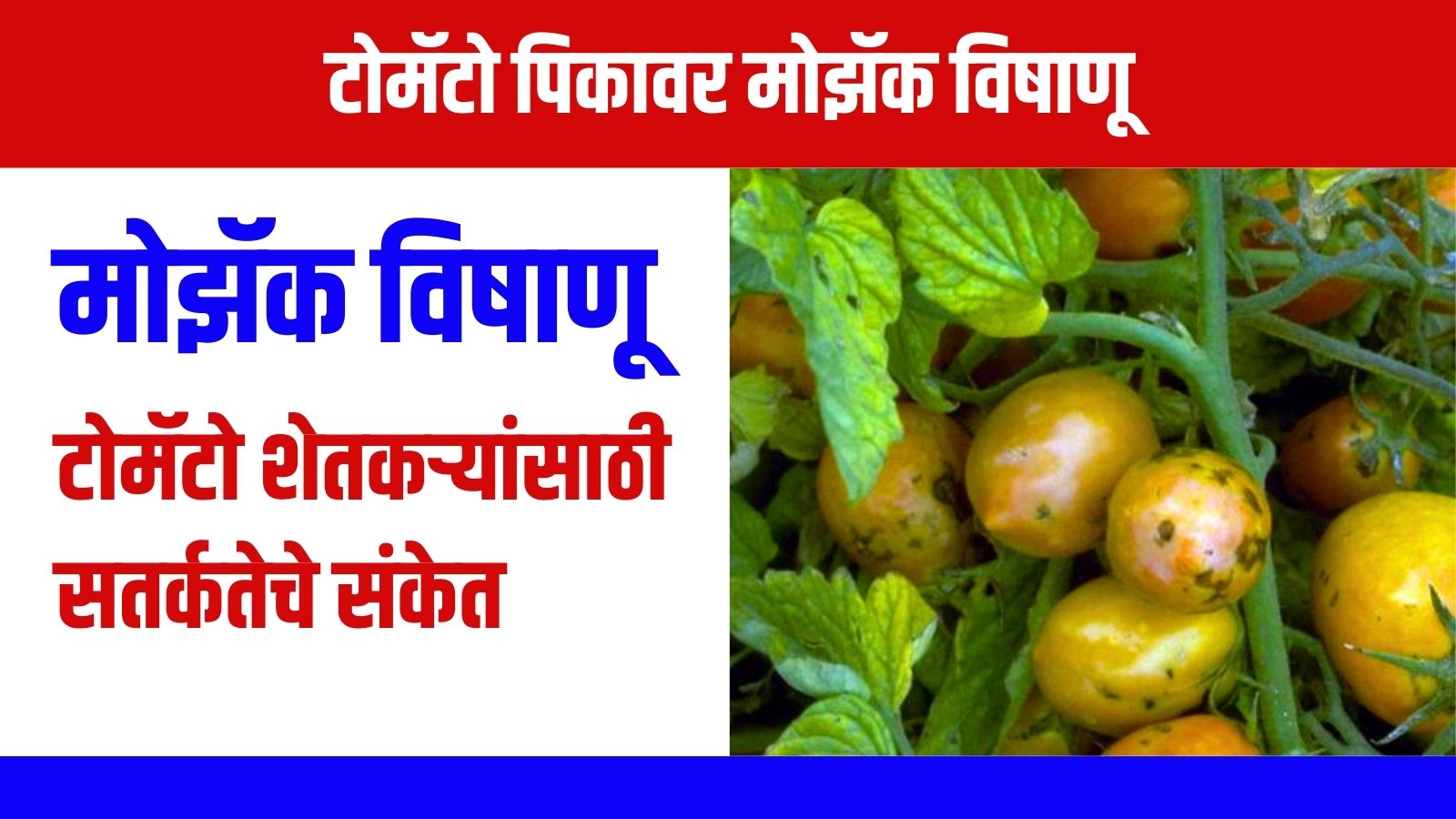 कोरफडीची शेती करून झाला सातारचा तरुण कोट्याधीश