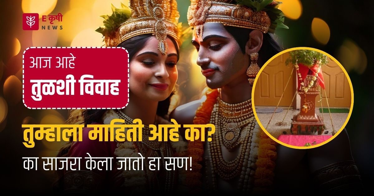 तुळशी विवाह: तुळशी विवाहाचे धार्मिक महत्त्व तुम्हाला माहिती आहे का?