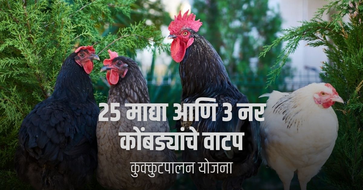 कुक्कुटपालन योजना
